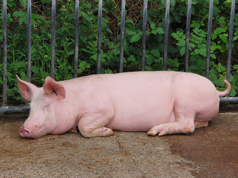 Файл:Cochon sewen.jpg