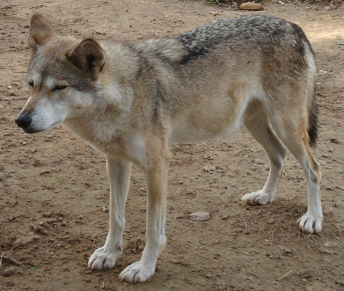 Файл:TAzooAnimal14.jpg