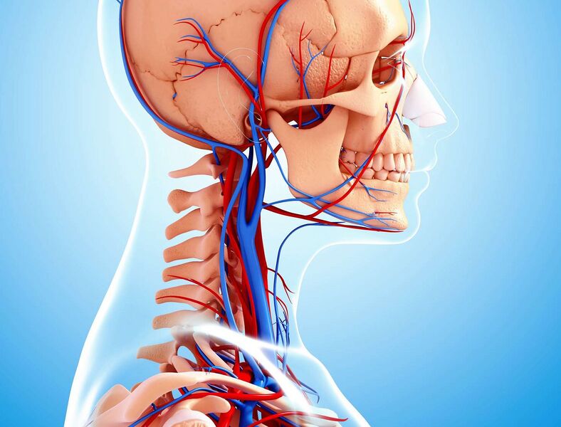 Файл:Jugular-Vein.jpg