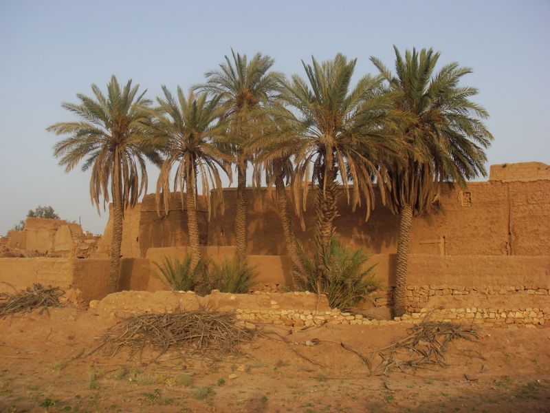 Файл:Majmaah palm trees.JPG