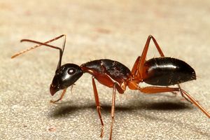 Ant.jpg